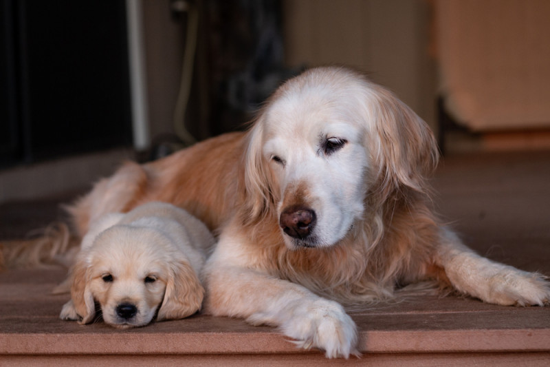 Dogs.jpg