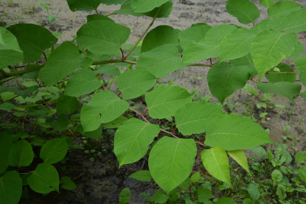 Japanese_Knotweed.jpg