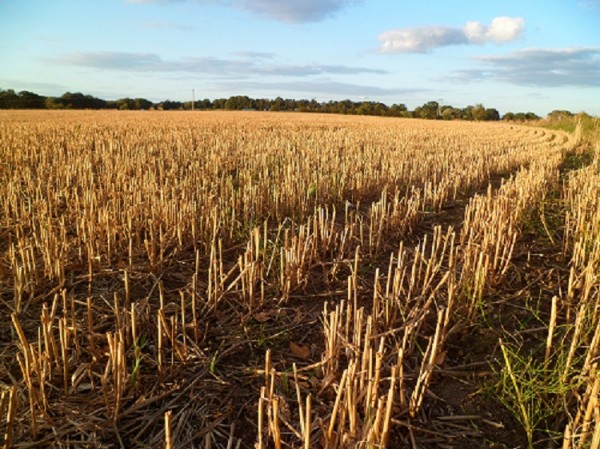 Agricultural Team Norwich